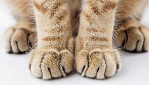 Почему обычная кошачья царапина может быть опасна - Экологические новости на ECOportal.su