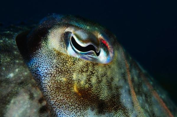 Загадка W-образных зрачков каракатицы: как необычная форма глаз помогает выживать в океане - Экологические новости на ECOportal.su