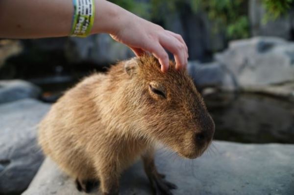 Почему крокодилы не охотятся на капибар - Экологические новости на ECOportal.su