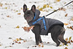 Стало известно об активизации догхантеров в Москве