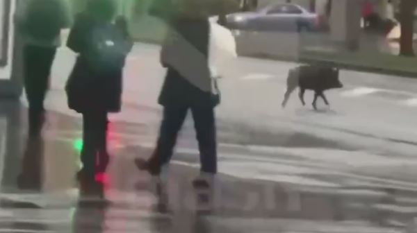 Дикие кабаны атакуют Подмосковье - Экологические новости на ECOportal.su