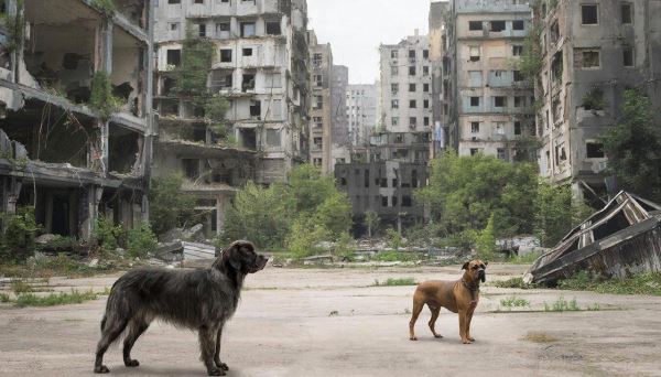 Как выживут породистые собаки после исчезновения человека - Экологические новости на ECOportal.su