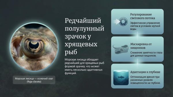 Загадка W-образных зрачков каракатицы: как необычная форма глаз помогает выживать в океане - Экологические новости на ECOportal.su