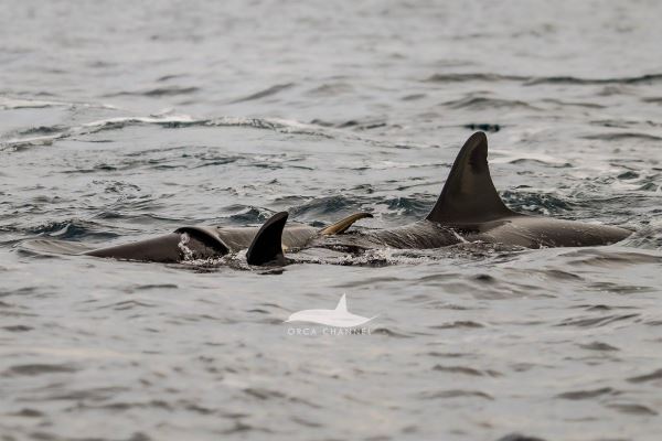 Рождение косатки в Норвегии впервые сняли на видео - Экологические новости на ECOportal.su
