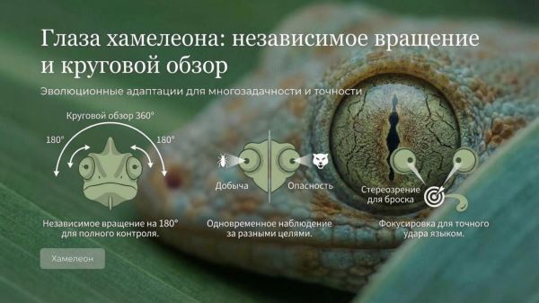 Загадка W-образных зрачков каракатицы: как необычная форма глаз помогает выживать в океане - Экологические новости на ECOportal.su