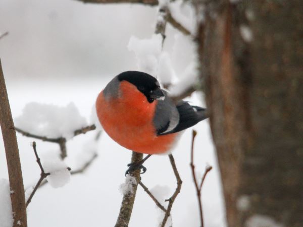 Правила зимней подкормки птиц от экспертов - Экологические новости на ECOportal.su