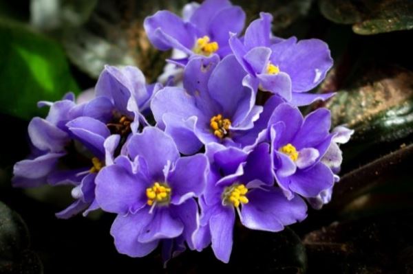 Загадка природы: какой цвет в природе найти сложнее всего? - Экологические новости на ECOportal.su