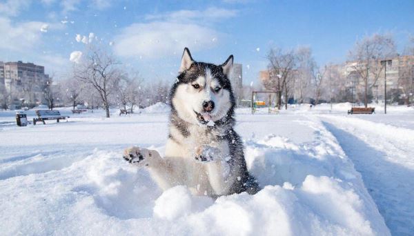 Как пережить зиму с собакой? Советы зоопсихолога для хозяев - Экологические новости на ECOportal.su