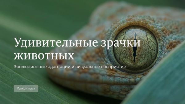 Загадка W-образных зрачков каракатицы: как необычная форма глаз помогает выживать в океане - Экологические новости на ECOportal.su