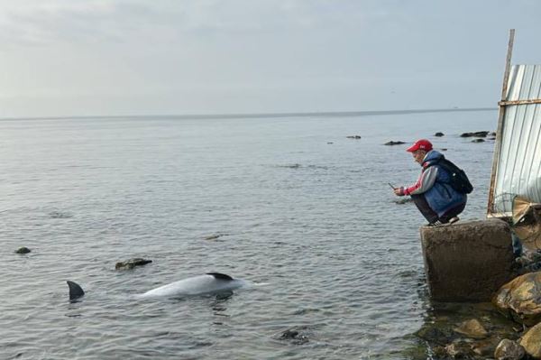 Тревожная статистика: в Анапе резко выросло число погибших дельфинов - Экологические новости на ECOportal.su