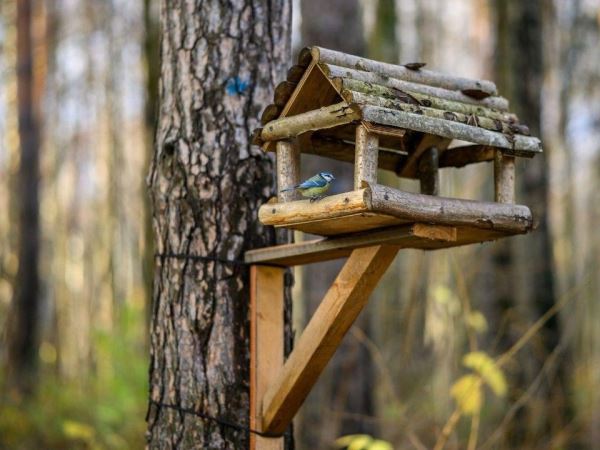 Экологи советуют деревянные кормушки для птиц вместо пластика - Экологические новости на ECOportal.su