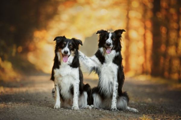 Бельгийские малинуа обошли бордер-колли в рейтинге самых умных пород собак - Экологические новости на ECOportal.su