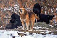 В России собаки загрызли мужчину