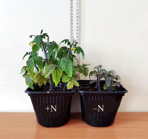 Учёные нашли способ выращивать томаты с минимальным количеством удобрений - Экологические новости на ECOportal.su