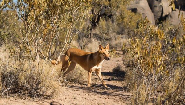 Геномное наследие динго: как европейская колонизация повлияла на австралийских хищников - Экологические новости на ECOportal.su
