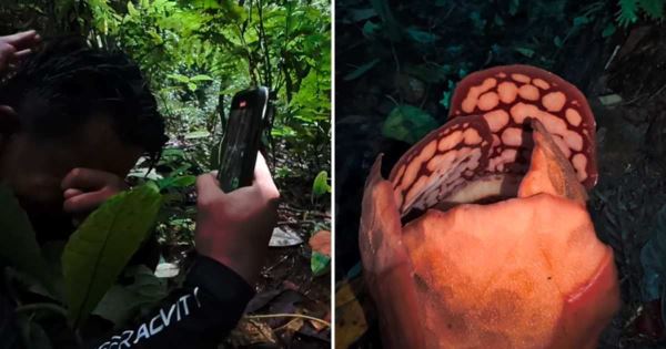 Биолог обнаружил редкий цветок после 13 лет поисков - Экологические новости на ECOportal.su