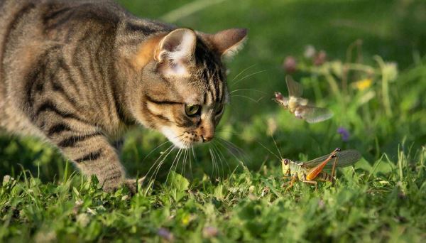Ученые узнали по соцсетям, на каких насекомых охотятся кошки - Экологические новости на ECOportal.su