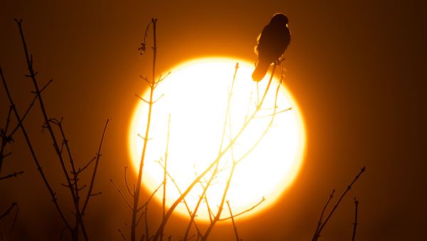 На Солнце зафиксирована сильная вспышка высокого класса Х